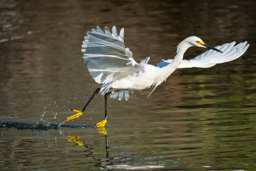 Little Egret Bird